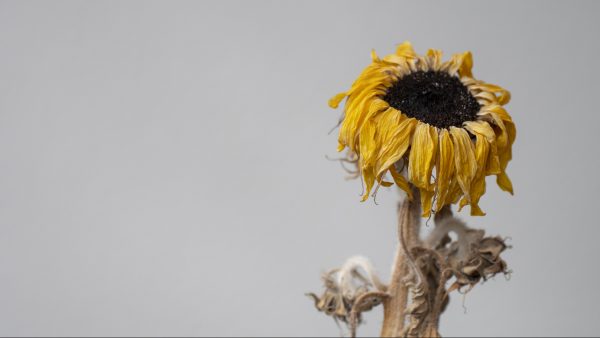 Uitgedroogde zonnebloem