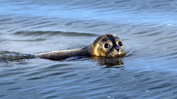 Verdwaalde zeehond zwemt rond bij Amsterdam