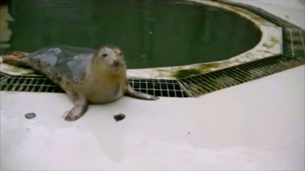 Zingende zeehond