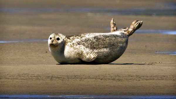 zeehond IJmuiden