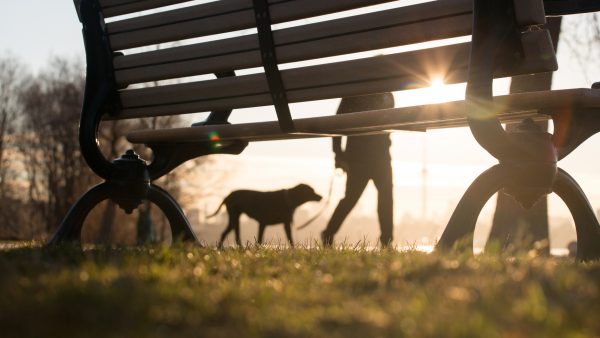 Hond in Aalsmeer overleden door oververhitting