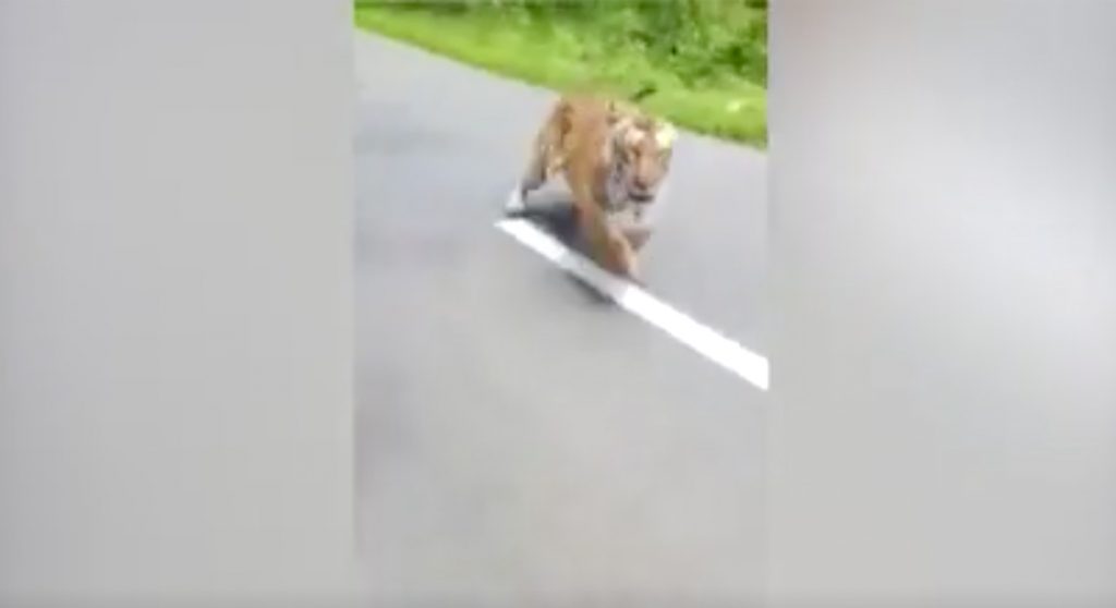 Lunchvideo tijger