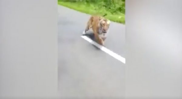 Lunchvideo tijger
