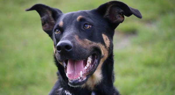 Verhuisdieren hond baasje