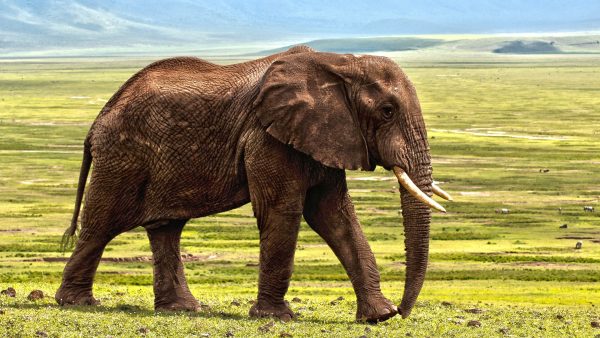 iconische-olifant-gedood-door-trofeejager