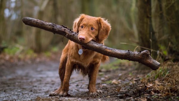 Processierups ook gevaarlijk voor huisdieren, dit moet je weten