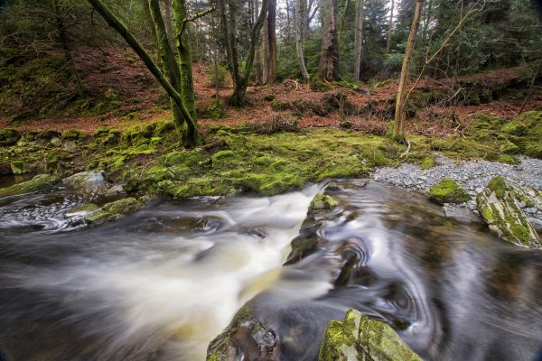 Tollymore Forest