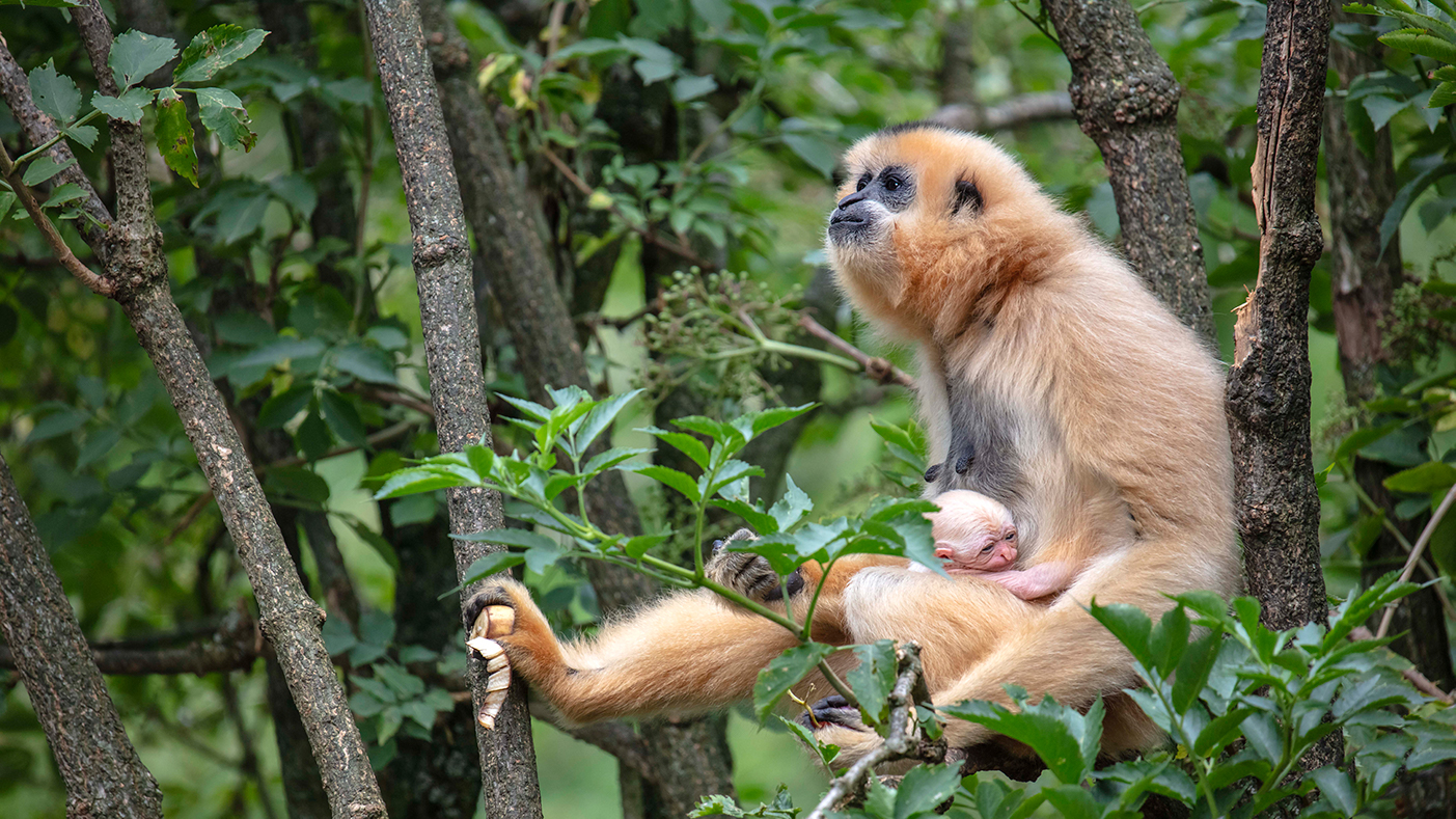 Goudwanggibbonbaby