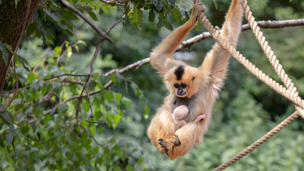 Goudwanggibbon artis