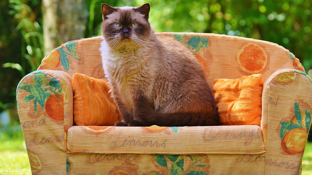 internationale kattendag catvideofest