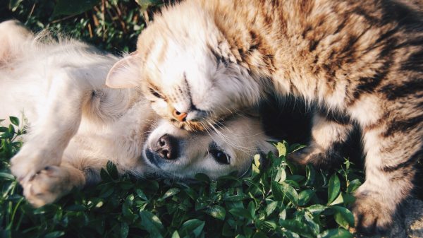 namen hond kat max simba