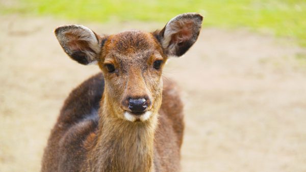 sikaherten-overleden-door-plastic