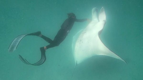 euzenmanta reuzenrog vraagt duiker om hulp bij verwijderen haak