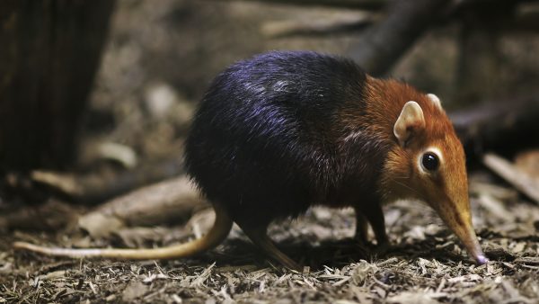 beschuit-met-muisjes-slurfhondjes-geboren-in-blijdorp