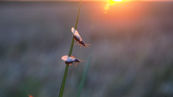 vliegende-mieren-in-de-lucht-met-miljoenen-tegelijk