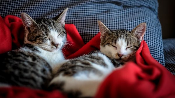 Op vakantie? We brengen onze viervoeter steeds vaker naar dierenhotel