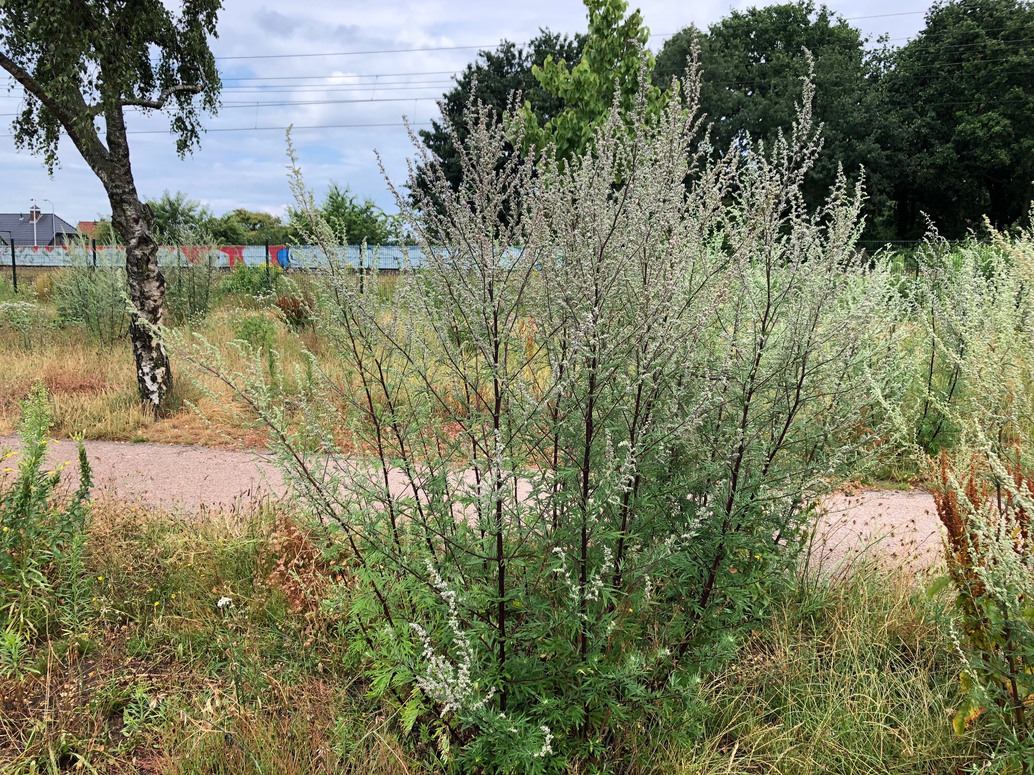 Bijvoetplant hooikoorts pollen