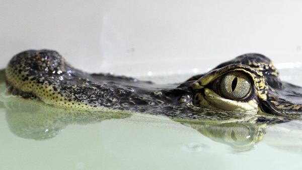 Alligator Change the Snapper krijgt een nieuw huis in Florida