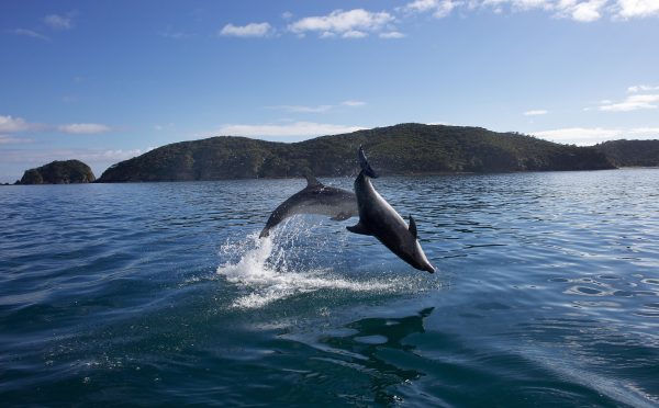 bay of islands getty