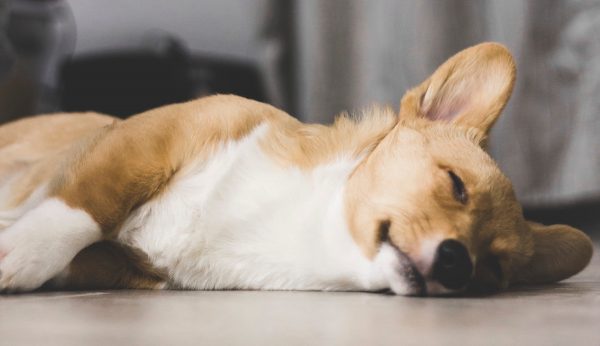 Politie redt meerdere uitgedroogde honden van balkons