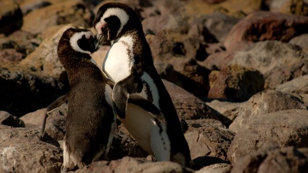 Artis organiseert Pride-rondleiding langs homo- en biseksuele dieren