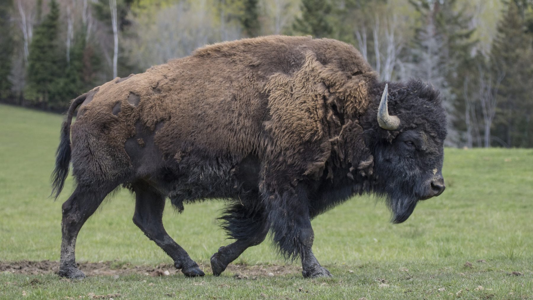 Bizon pakt negenjarig meisje op de hoorns in Yellowstone National Park