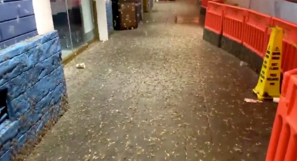 beeld lunchvideo sprinkhanen kameraone