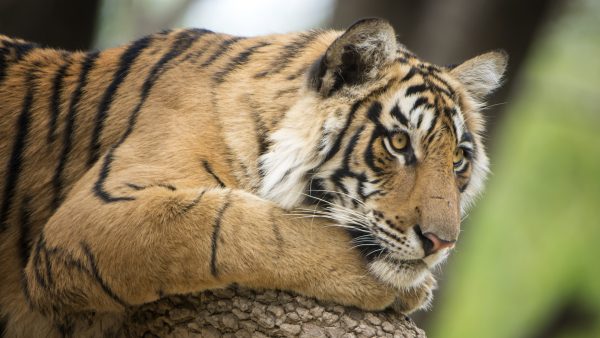 Aantal tijgers in India in twaalf jaar verdubbeld