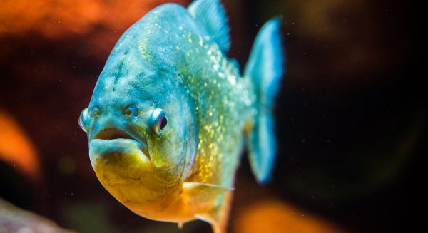 Suriname piranha piranha's