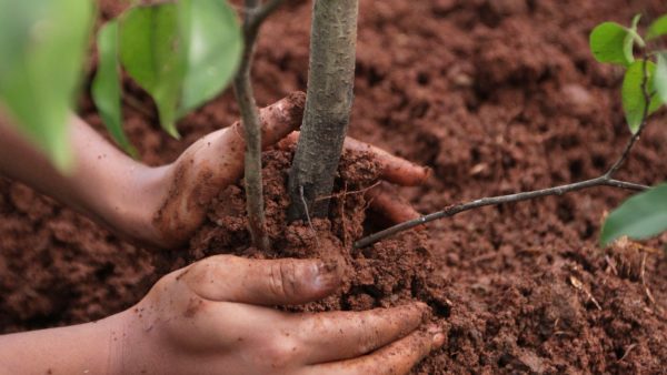 Wereldrecord bomen planten