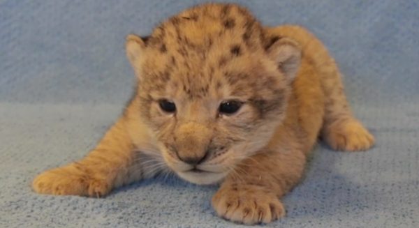 beeld lunchvideo simba welp