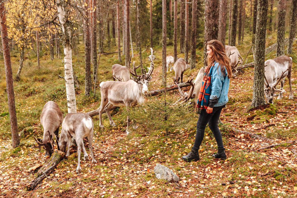 rendieren finland