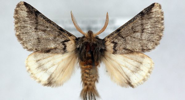 beeld eikenprocessierups vlinder getty