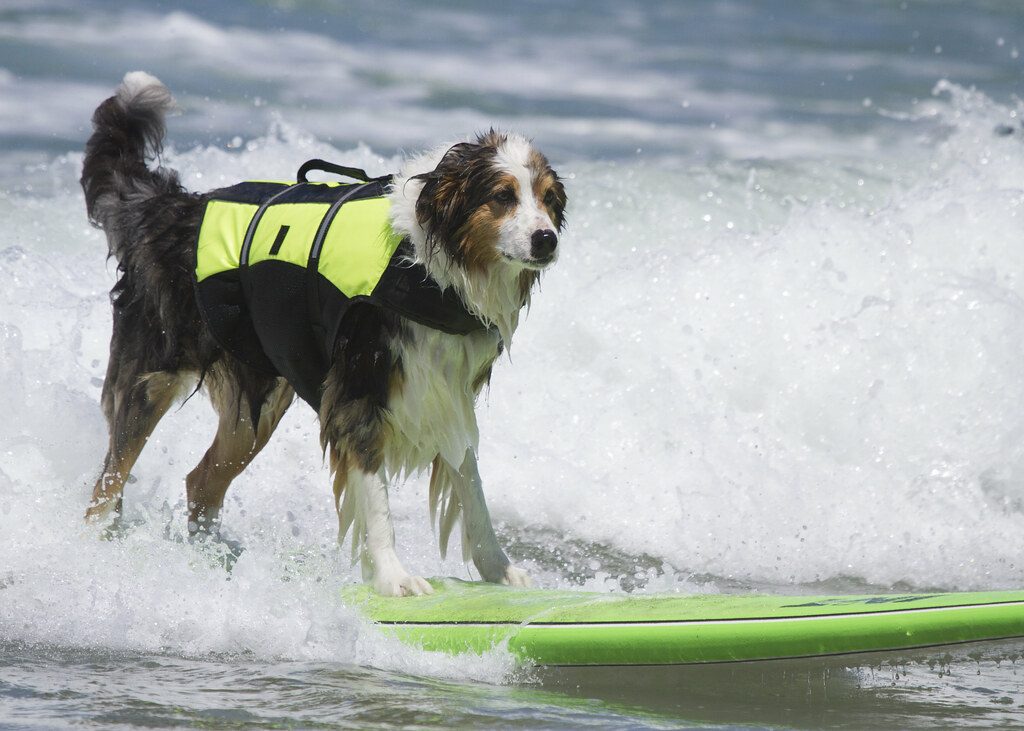 hond surfen