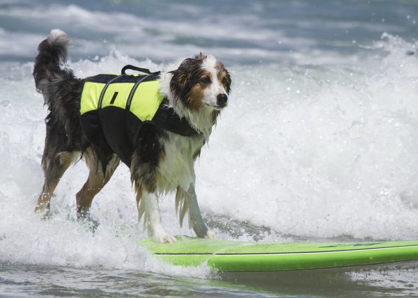 hond surfen
