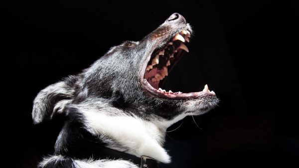 honden gemeente meldpunt agressief