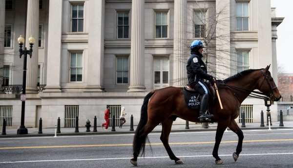 galveston arrestant touw paard