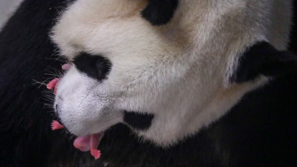 Roze én blauwe slingers in de pandagrot: reuzenpandatweeling geboren