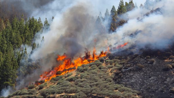 bosbrand Gran Canaria