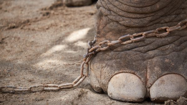 organisatie deelt foto's van uitgemergelde olifant