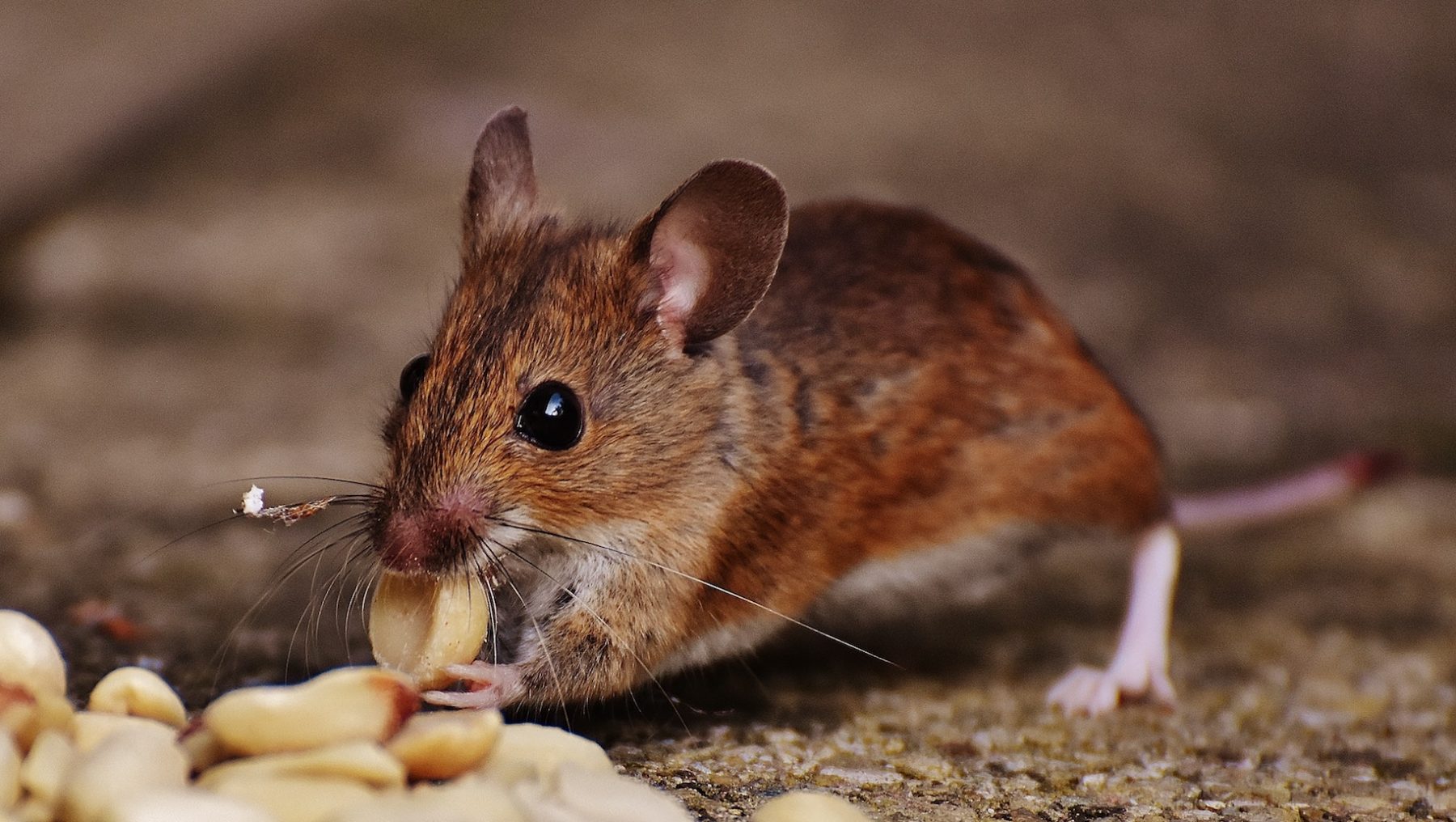 Na eikenprocessierups nu ook ratten- en muizenplaag - LINDA.nl
