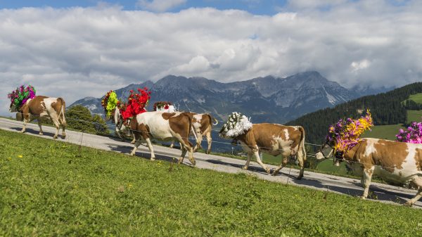 Almabtrieb