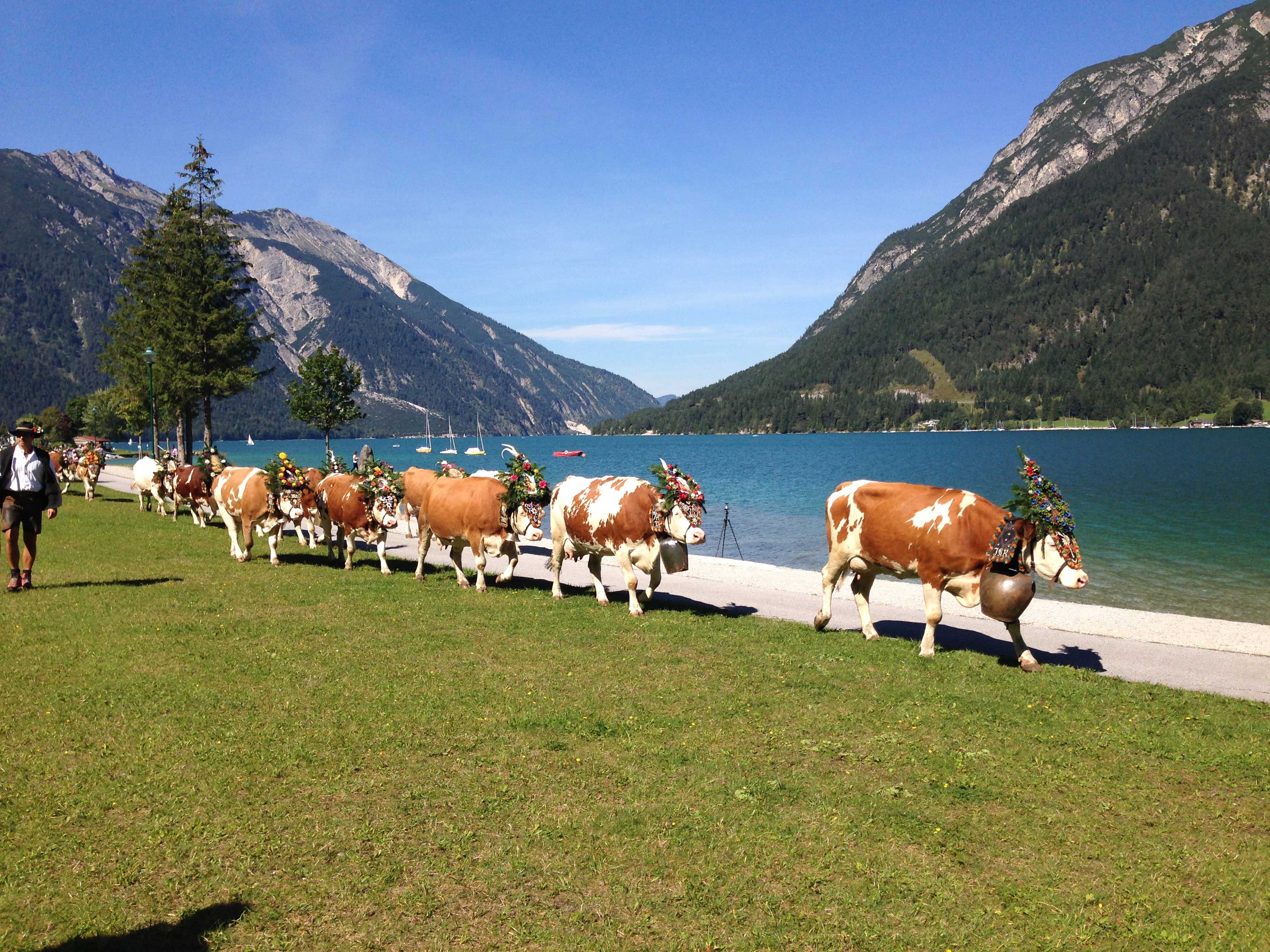 Almabtrieb am Achensee