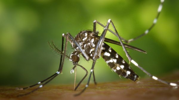 dengue