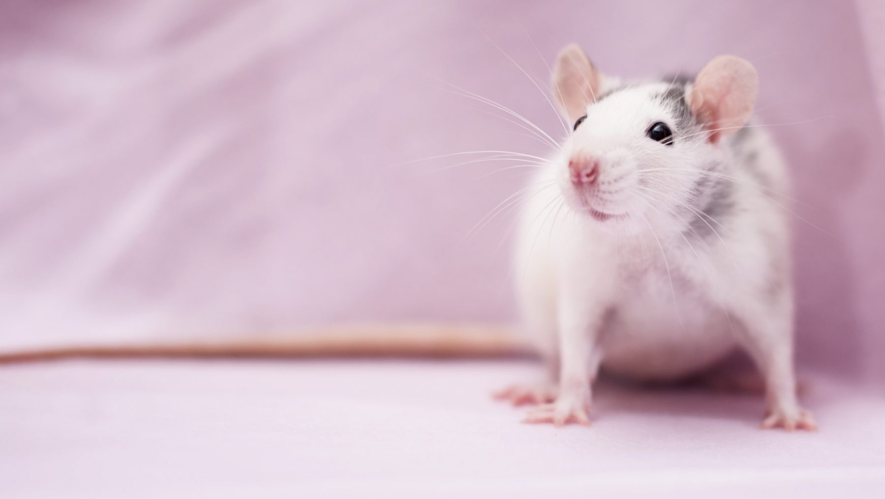 muizen ratten plaag tips kennis adviescentrum