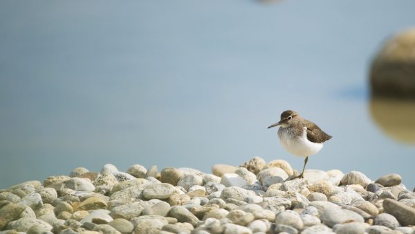 strandplevier-terug-renesse