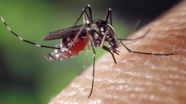 mug wereldmuggendag interview expert tips tegen muggen