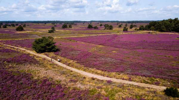 Veluwe in bloei: drone filmt en fotografeert paarse heide
