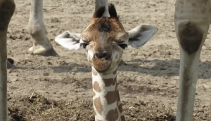 beekse bergen baby giraffe natasja