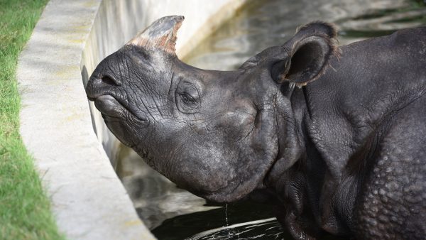 Neushoorn Noëlle bekrast in Franse dierentuin met twee namen